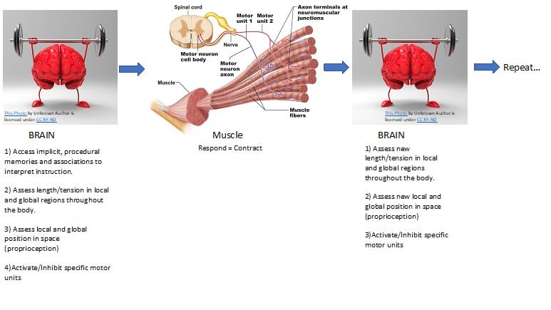 brain-muscle-relations-in-personal-training